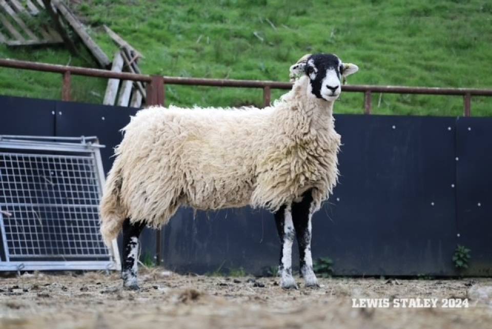 Top Price Lot 13 selling for £3500