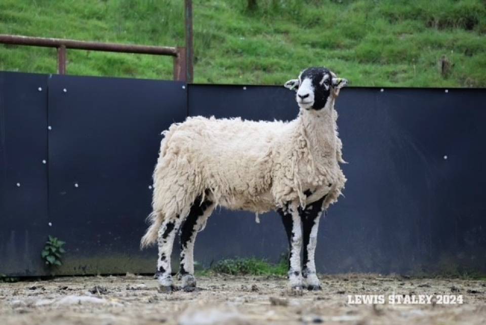 Lot 4 selling for £2600