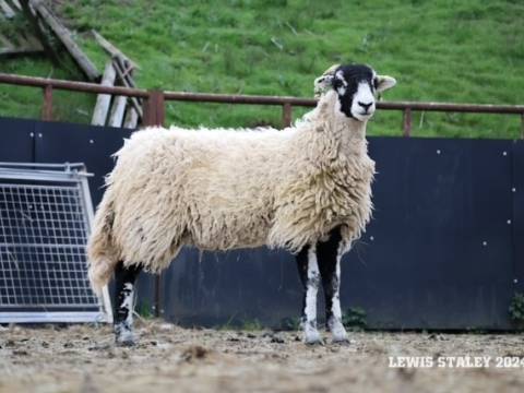 Top Price Lot 13 selling for £3500
