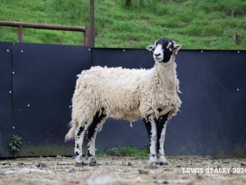 Lot 4 selling for £2600