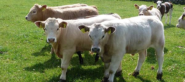 Store & Weanling Cattle