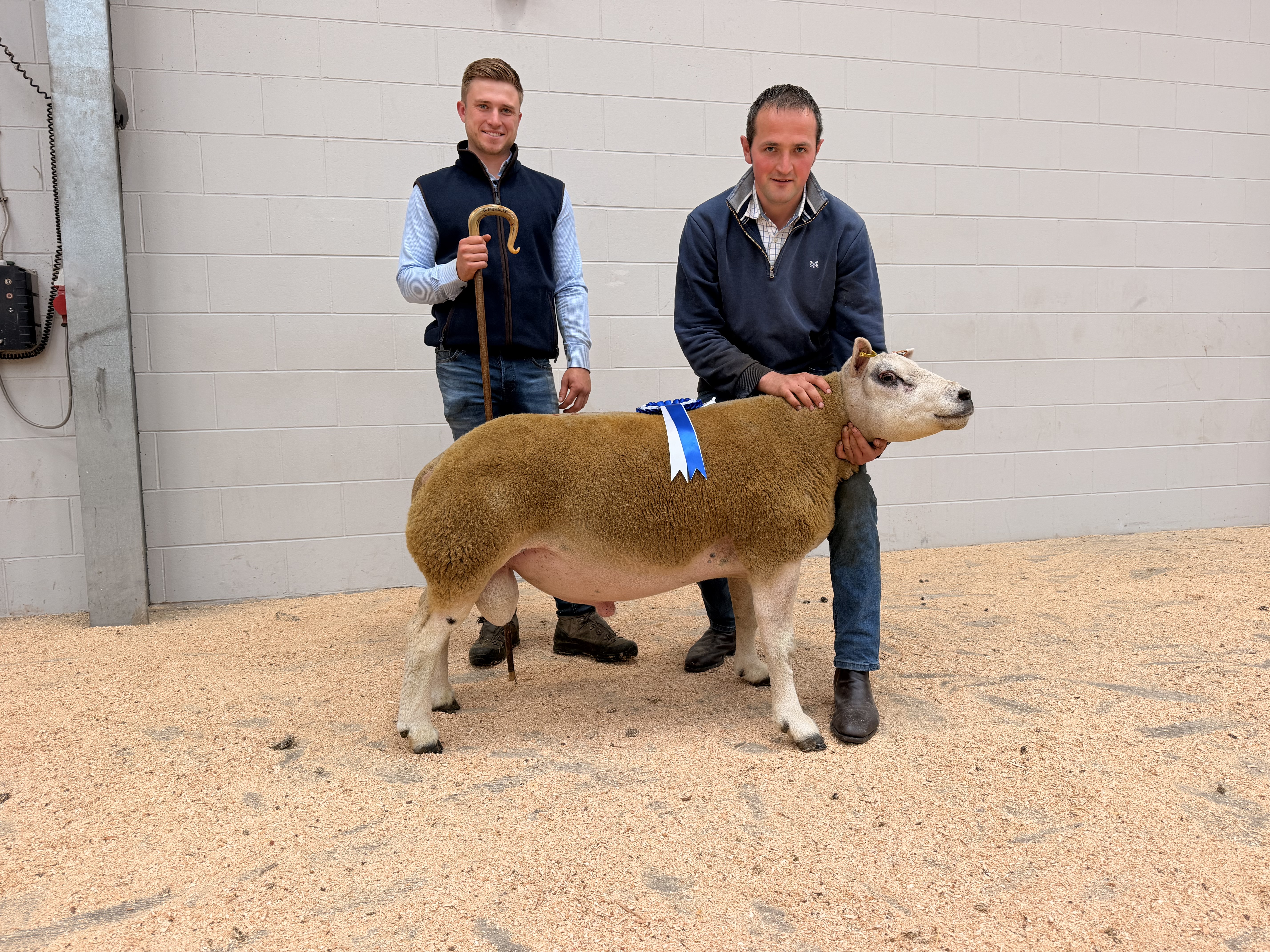 Messrs Priestley, Cracrop Reserve Overall Champion, Texel x Beltex 