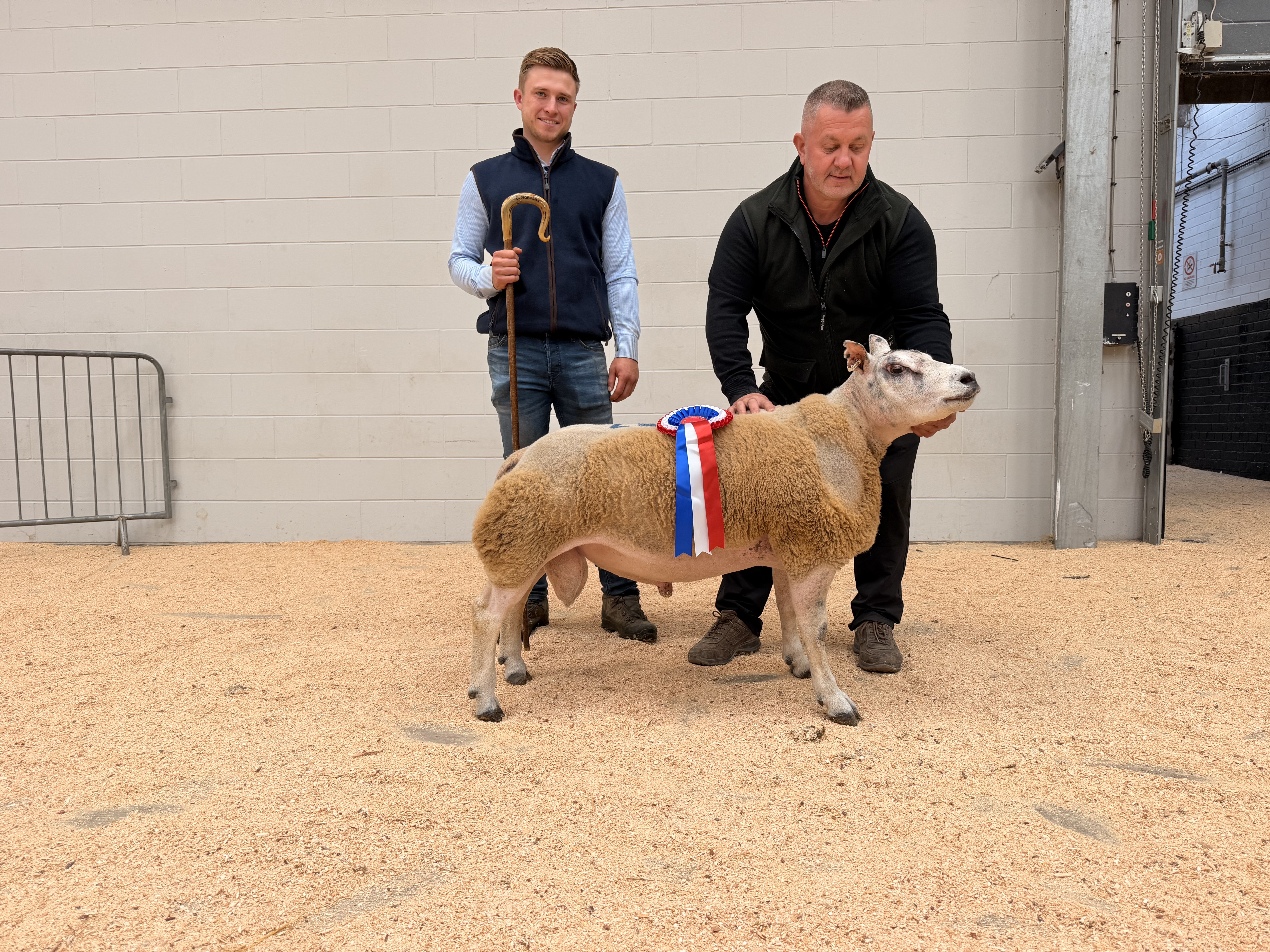 B Ryder, Hammerlands Dutch Texel Overall Champion 